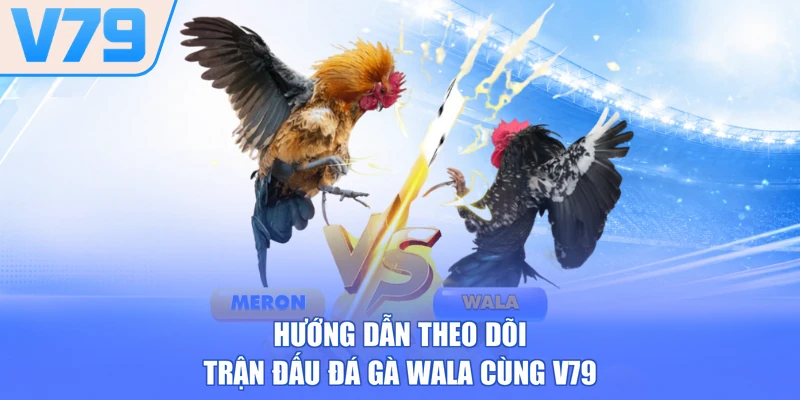 Hướng dẫn theo dõi trận đấu đá gà Wala cùng V79