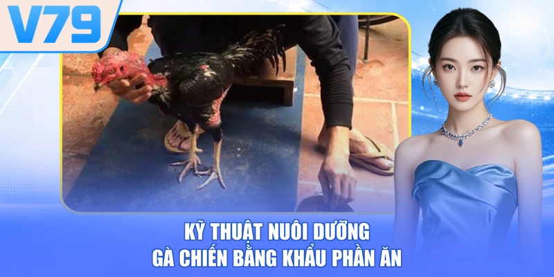 Kỹ Thuật Nuôi Dưỡng Gà Chiến Từ Chuyên Gia Hơn 10 Năm