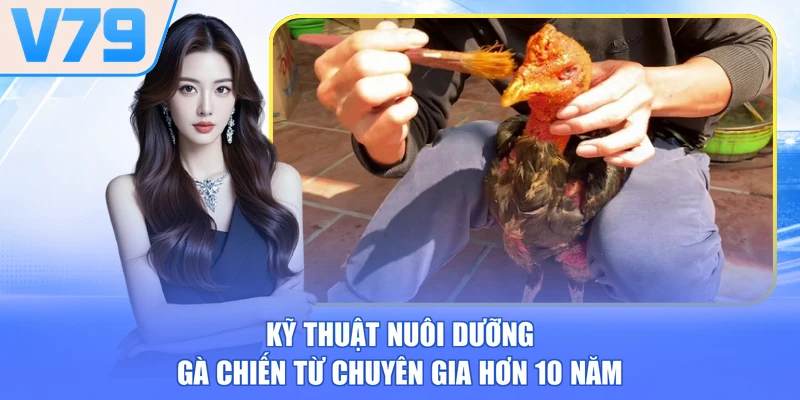 Kỹ thuật nuôi dưỡng gà chiến bằng khẩu phần ăn