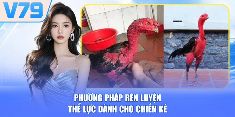 Phương pháp rèn luyện thể lực dành cho chiến kê