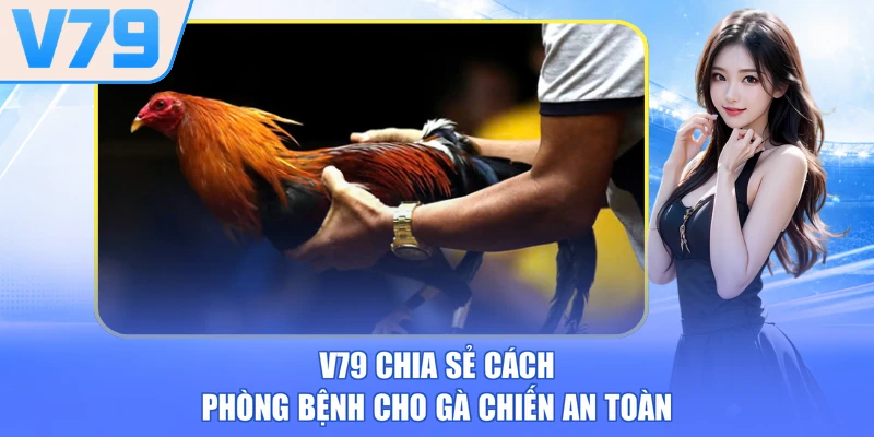 V79 chia sẻ cách phòng bệnh cho gà chiến an toàn